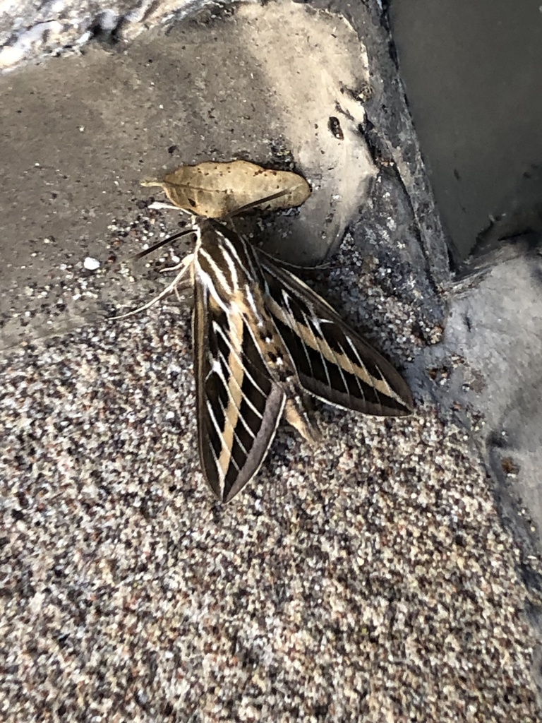 White-lined Sphinx from International Plaza, Fort Worth, TX, US on ...