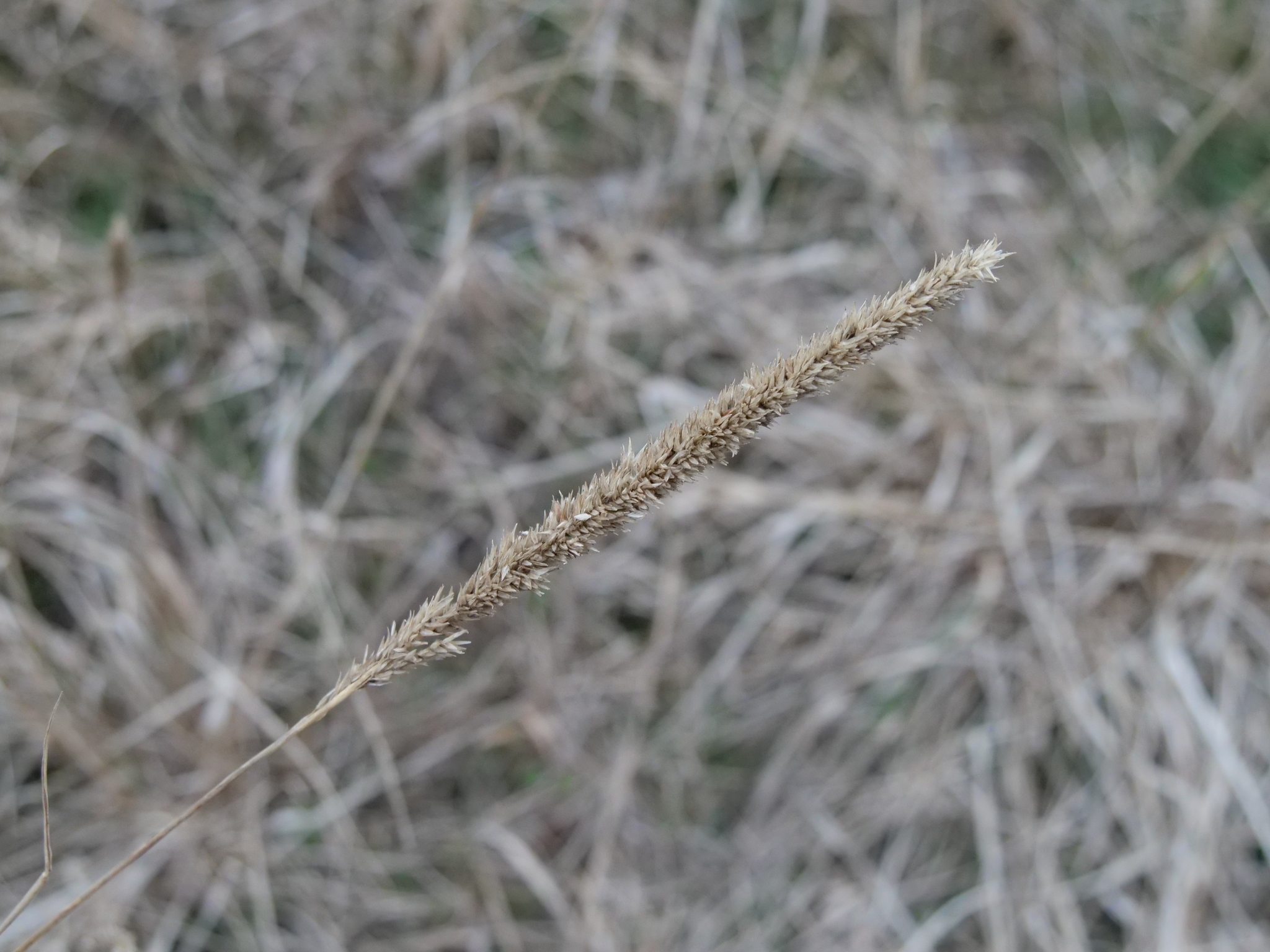 Longspike Tridens (Tridens strictus)