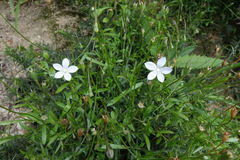 Wahlenbergia rupestris