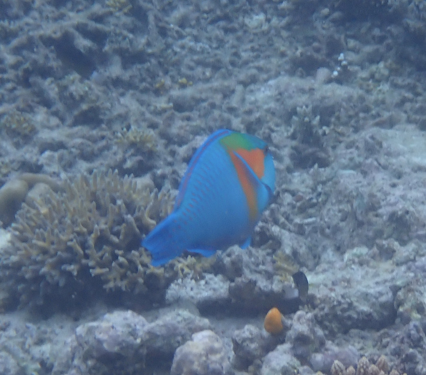 Bower's Parrotfish