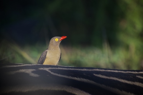 Red-billed Oxpecker