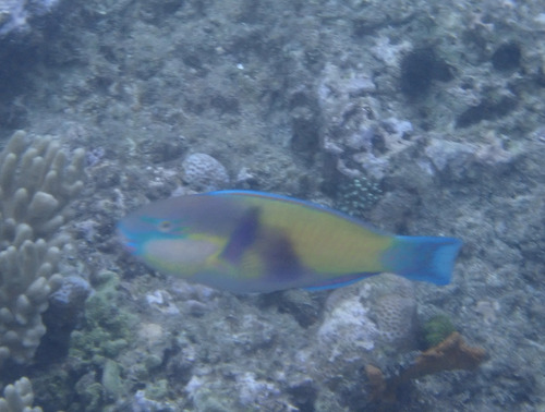 Chlorurus japanensis