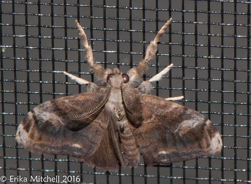 Definite Tussock Moth
