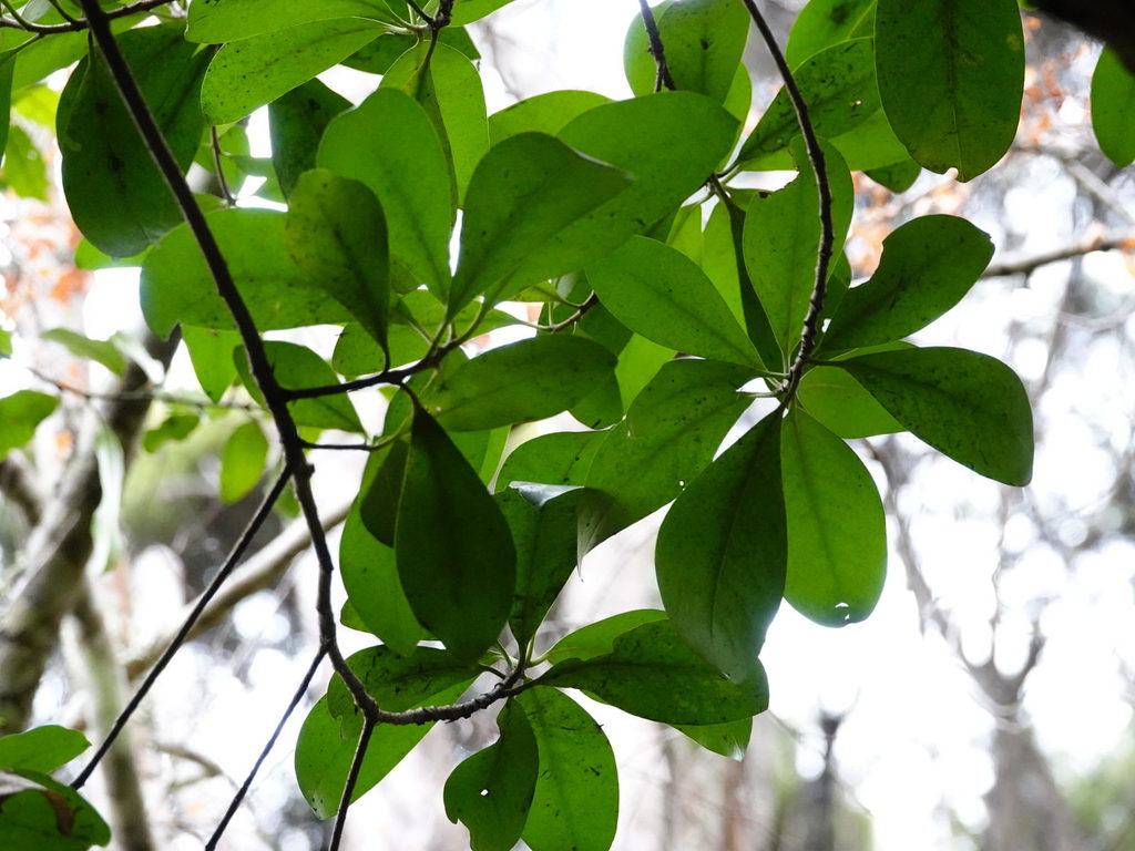 Corynocarpus laevigatus, Parau, Auckland 0604, New Zealand