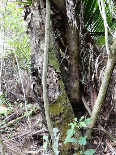 Corynocarpus laevigatus