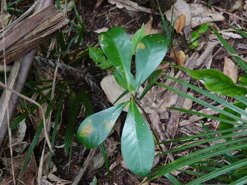 Corynocarpus laevigatus