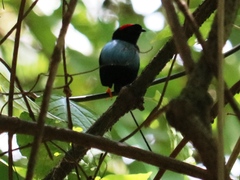 Chiroxiphia linearis