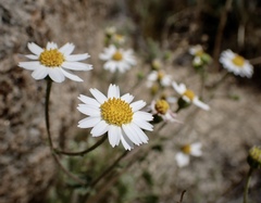 Amauria rotundifolia