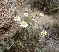 Amauria rotundifolia