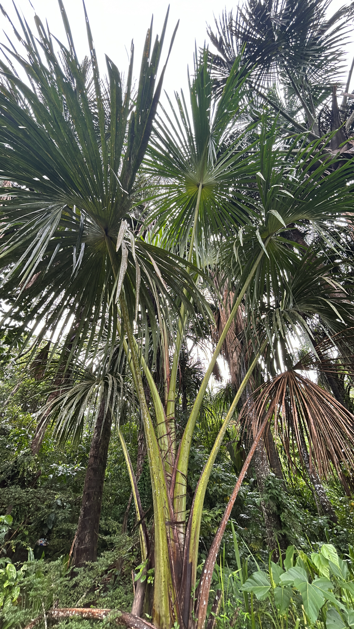 Muriti (Mauritia flexuosa)