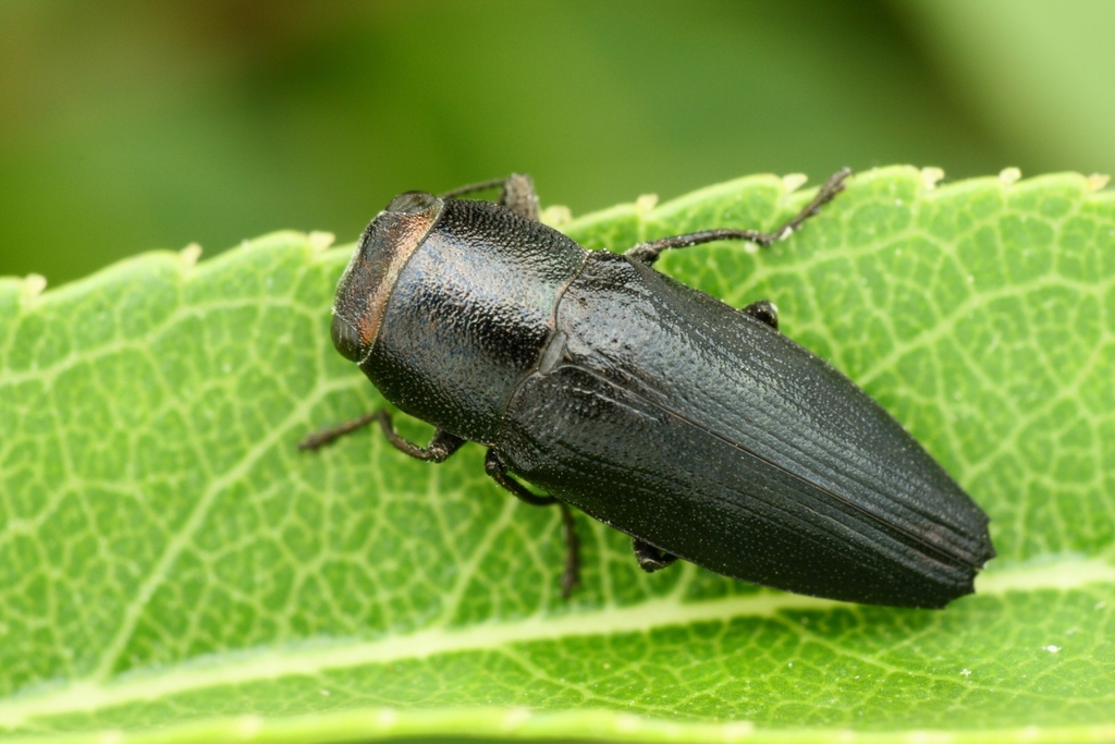 Sphenoptera oertzeni