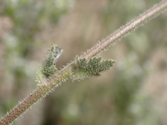Amauria rotundifolia