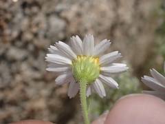 Amauria rotundifolia