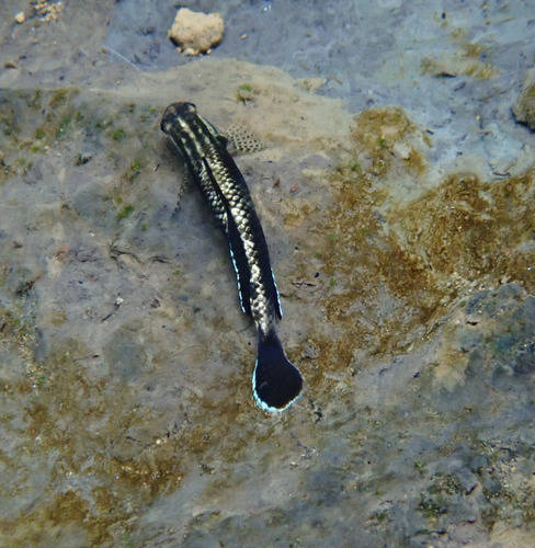Stiphodon pelewensis