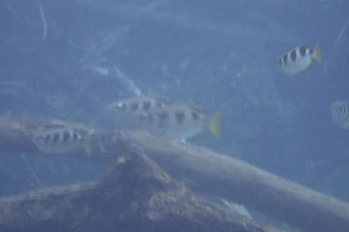 Toxotes jaculatrix