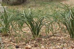 Allium lacunosum