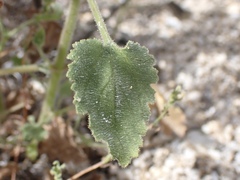 Amauria rotundifolia