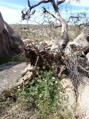 Amauria rotundifolia