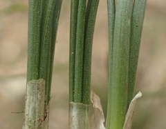 Allium lacunosum
