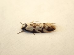 Palimmeces variegata