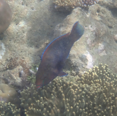 Scarus niger