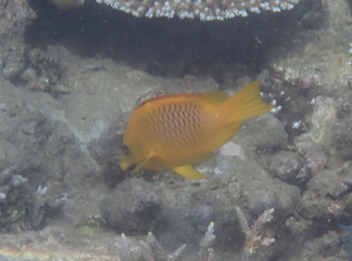 Slingjaw Wrasse (Epibulus insidiator)