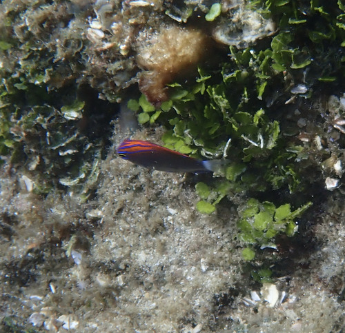 Pomacentrus bankanensis