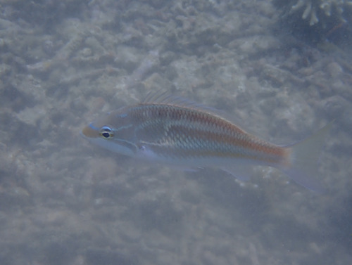 Pentapodus trivittatus