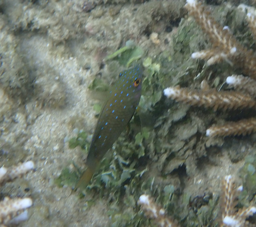 Stegastes lacrymatus