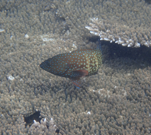 Cephalopholis cyanostigma