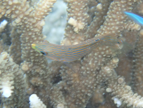 Halichoeres melanurus