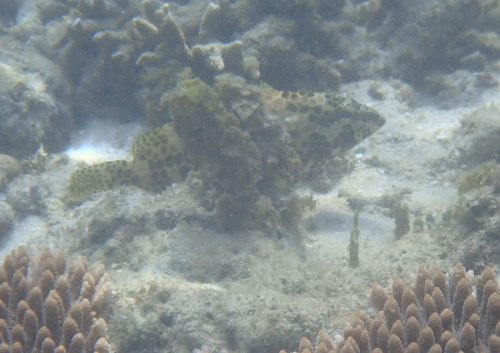 Epinephelus merra