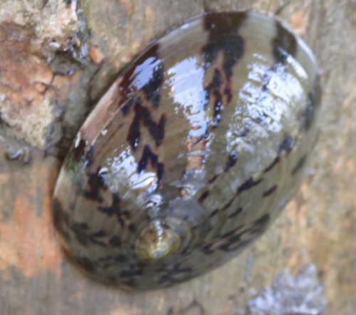 Cellana testudinaria