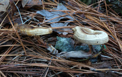 Microporellus dealbatus