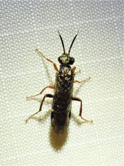 Macroxyela aenea