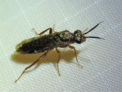 Macroxyela aenea