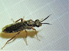 Macroxyela aenea