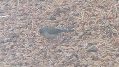 Junco hyemalis