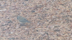 Junco hyemalis