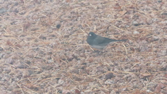 Junco hyemalis