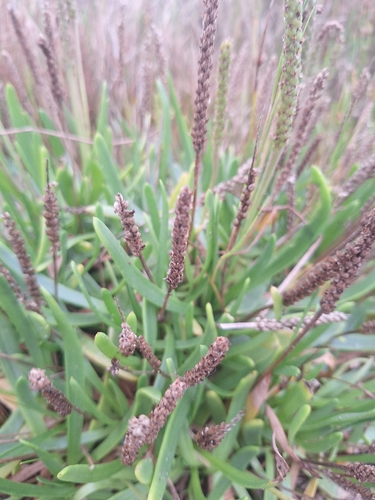 Beach Plantain (Plantago carnosa)