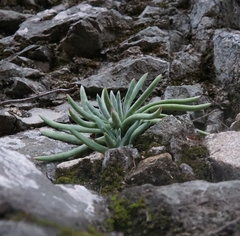 Dudleya densiflora