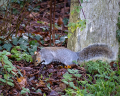 Sciurus carolinensis