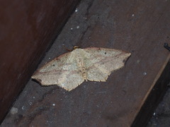 Pareclipsis serrulata