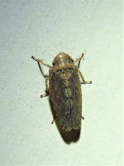 Excultanus excultus