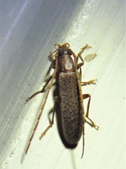 Sparedrus aspersus