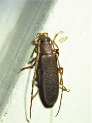 Sparedrus aspersus