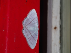 Micronidia intermedia