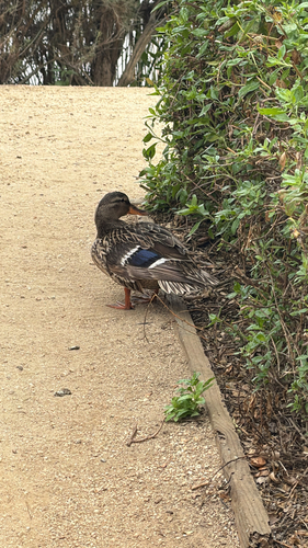iNaturalist observation photo of Mallard