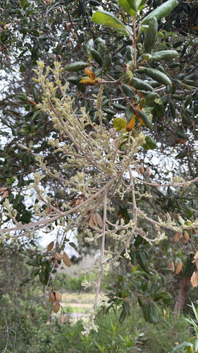 iNaturalist observation photo of Live Oak Witches' Broom Fungus